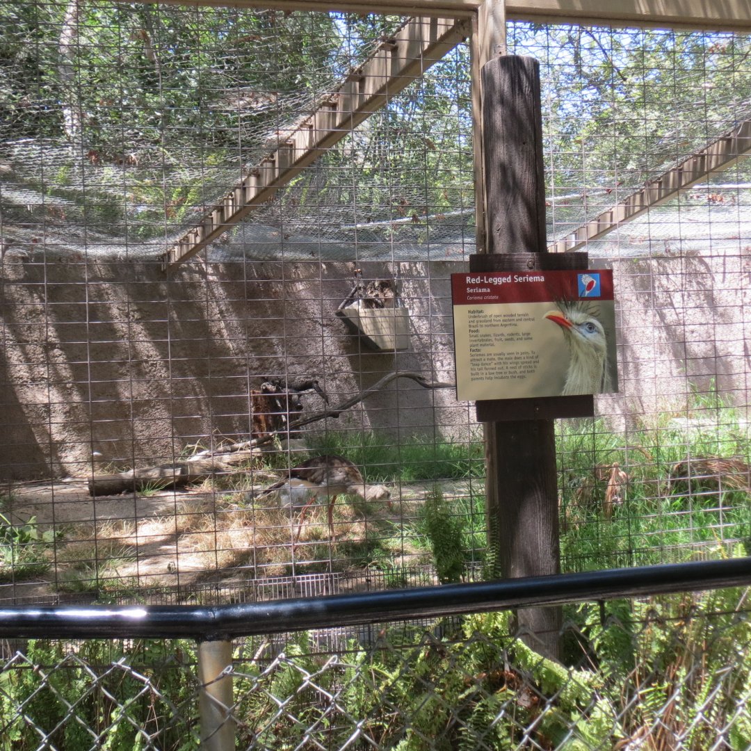 South America - Red Legged Seriema Exhibit