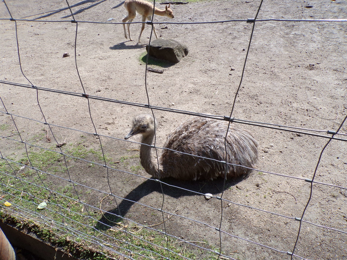 South America- Rhea 13.7.23