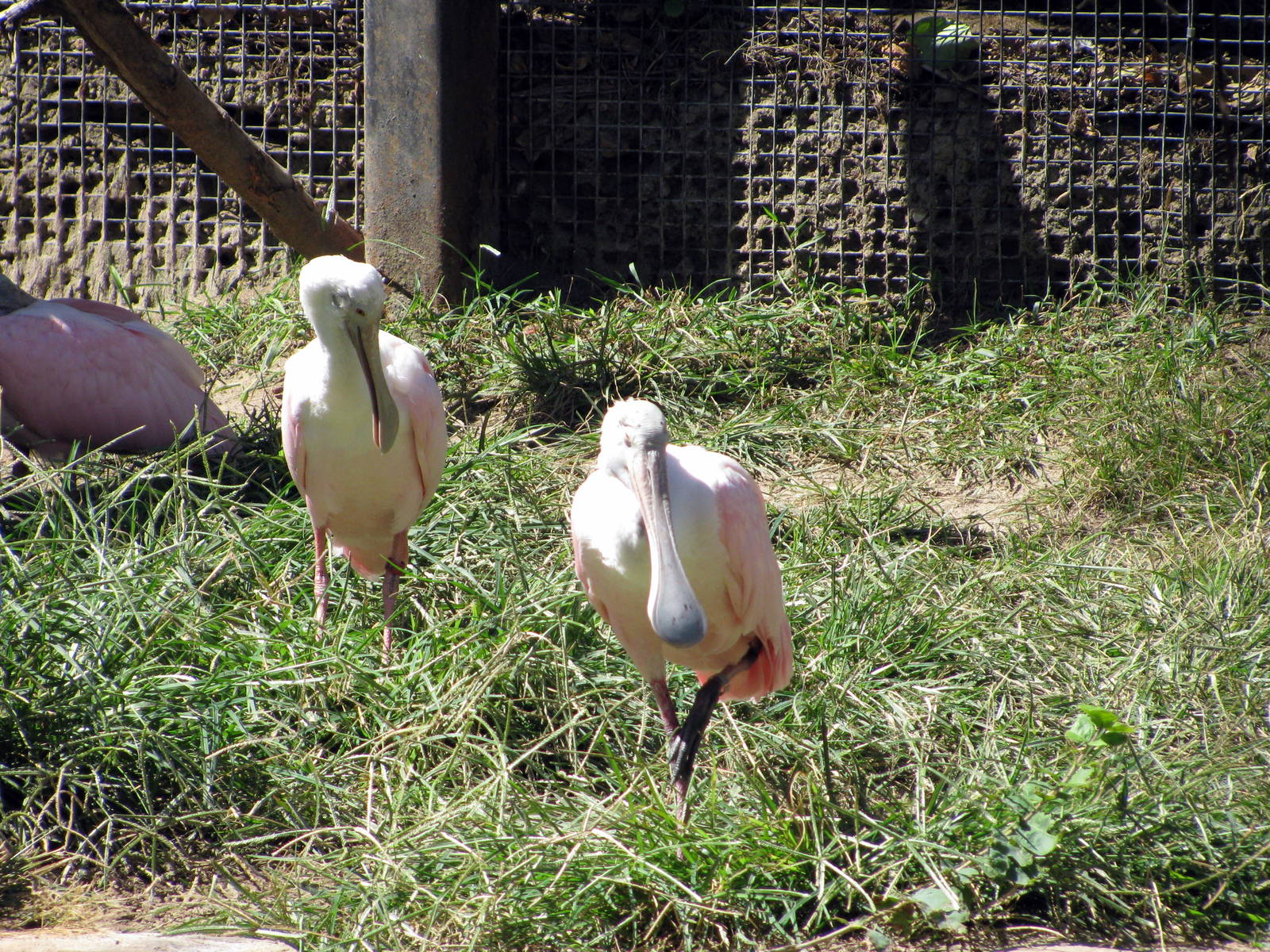 South America-Roseate Spoonbills