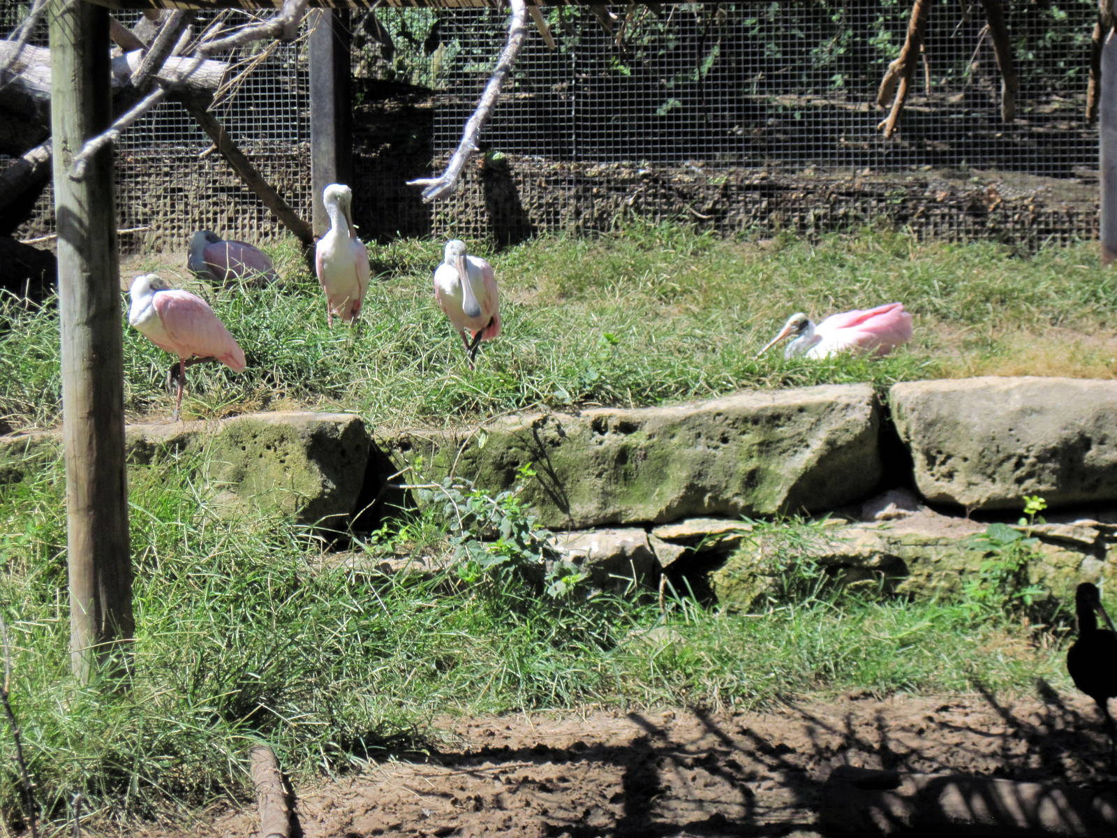 South America-Roseatte Spoonbills