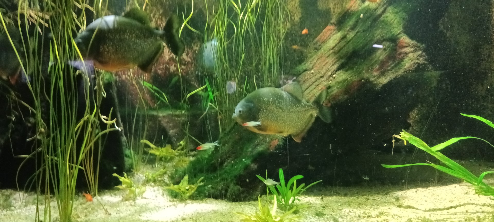 South America sharp Theeth and bright Colours Tank