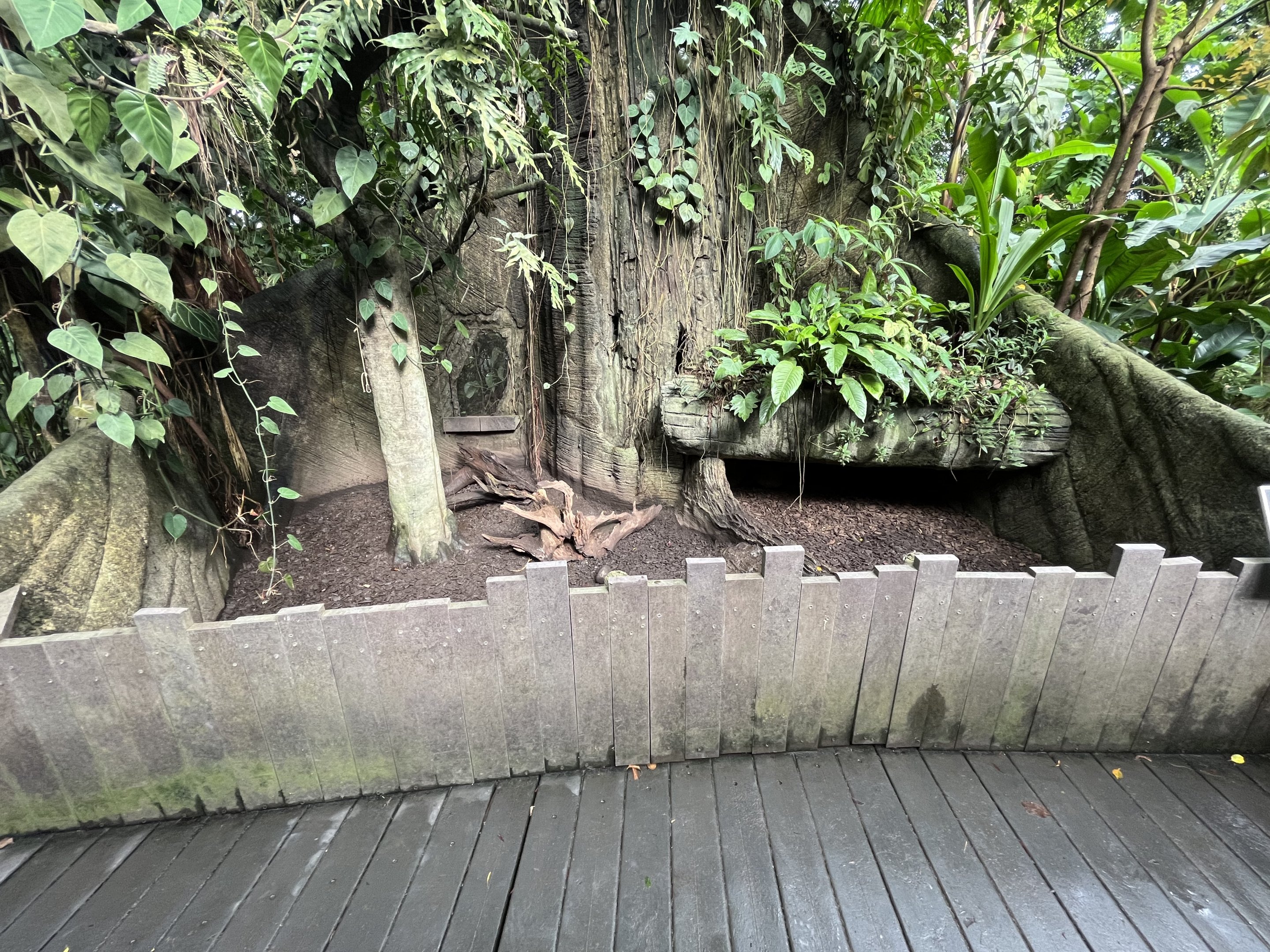 South America -Six-banded Armadillo Exhibit