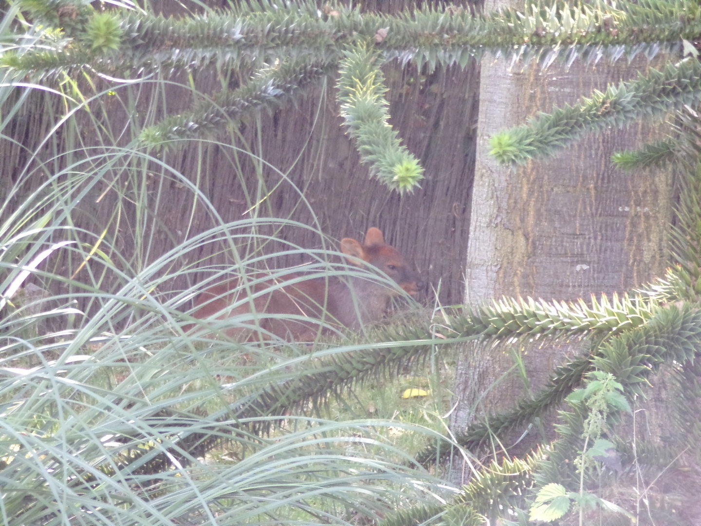 South America- Southern pudu 13.7.23