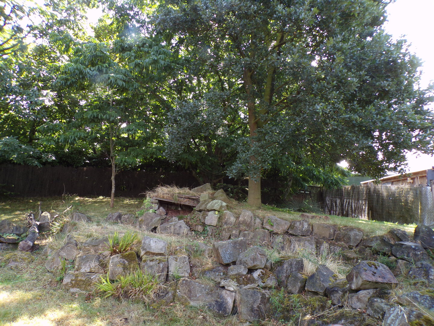 South America- Southern pudu enclosure 13.7.23