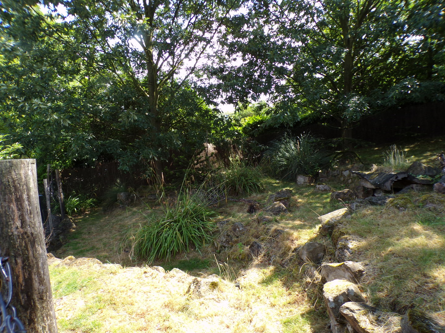 South America- Southern pudu enclosure 13.7.23