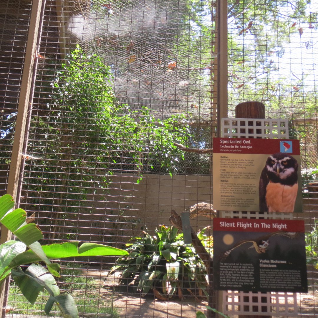 South America - Spectacled Owl Exhibit