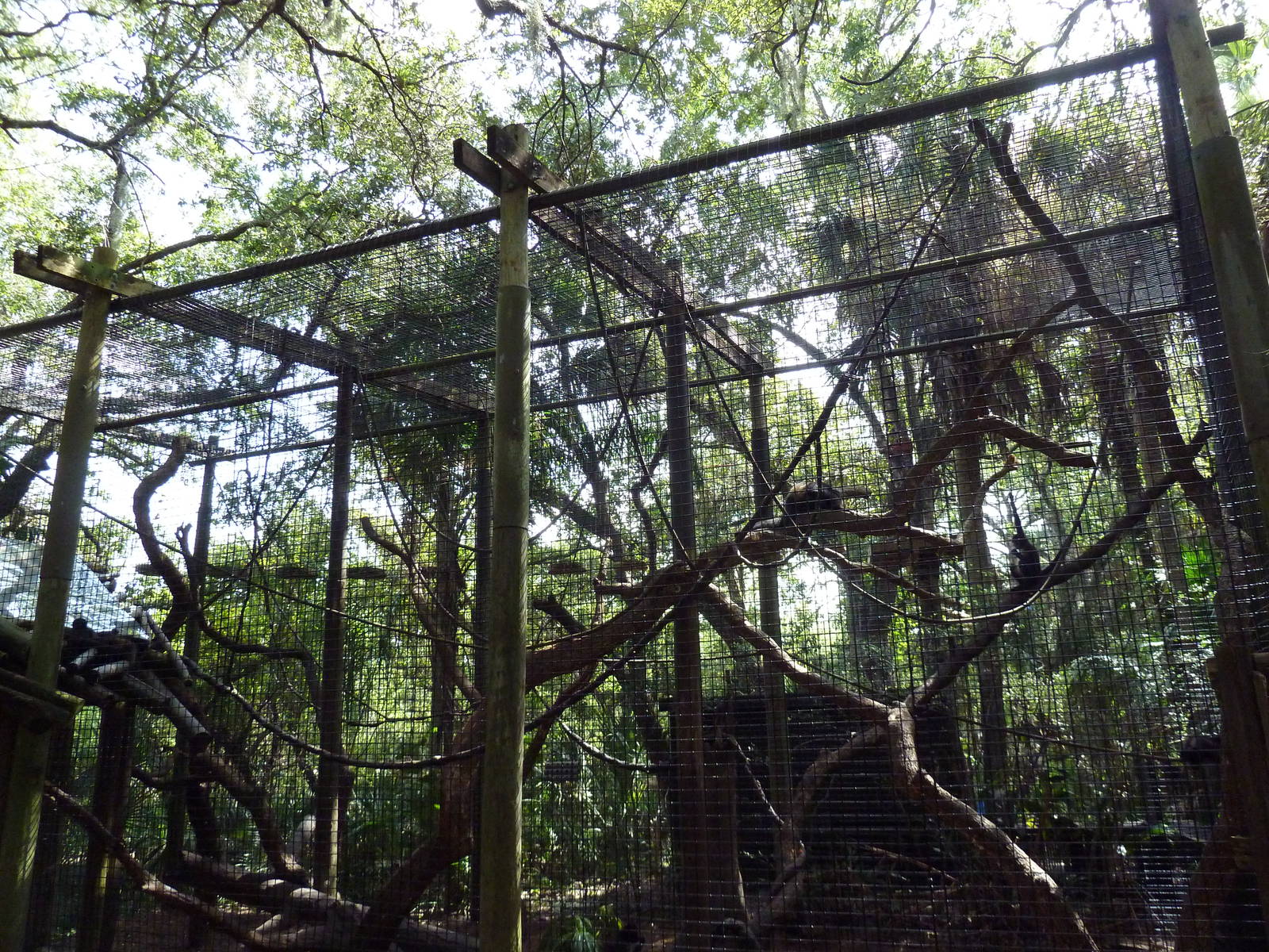 South America - Spider Monkey Exhibit