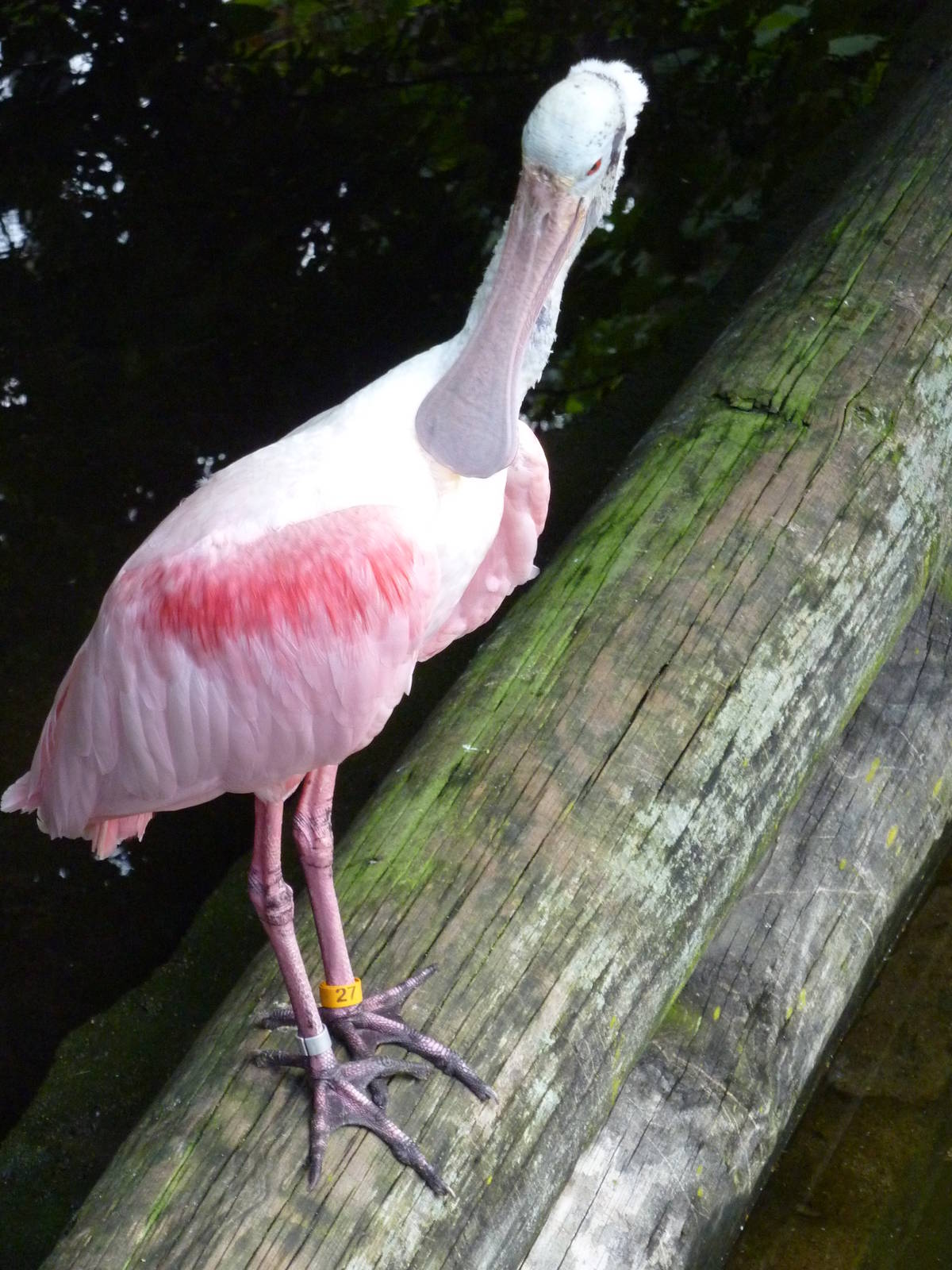 South America - Spoonbill