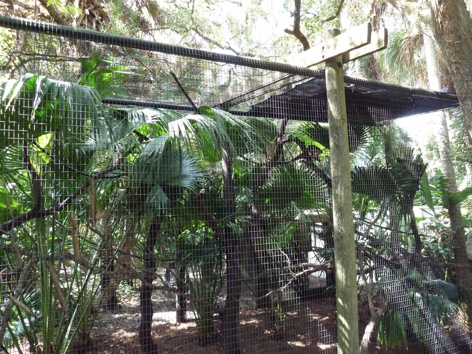 South America - Squirrel Monkey Exhibit