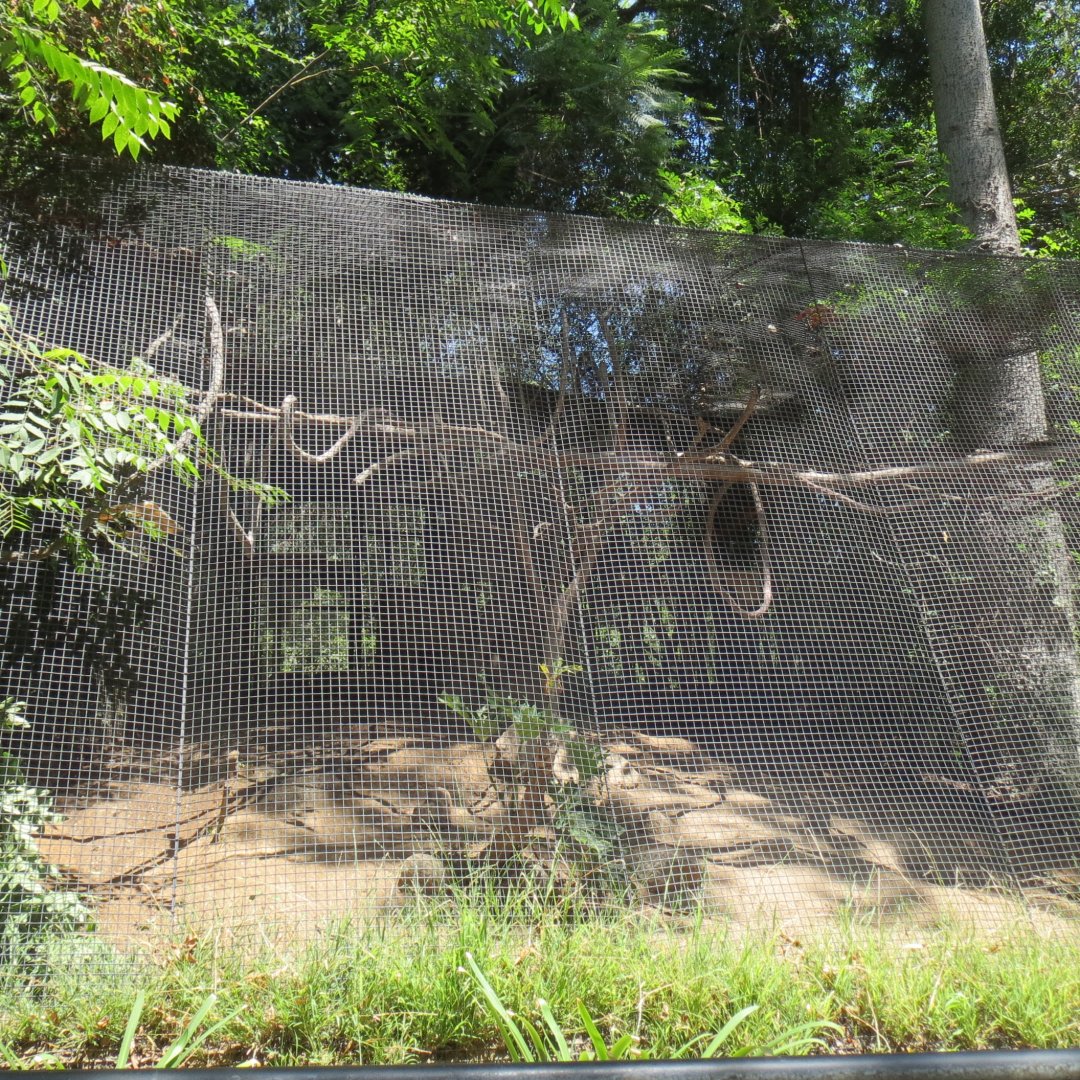 South America - Squirrel Monkey / Red Rumped Agouti Exhibit