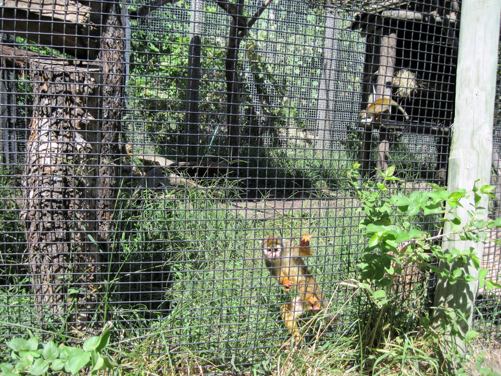 South America-Squirrel Monkeys