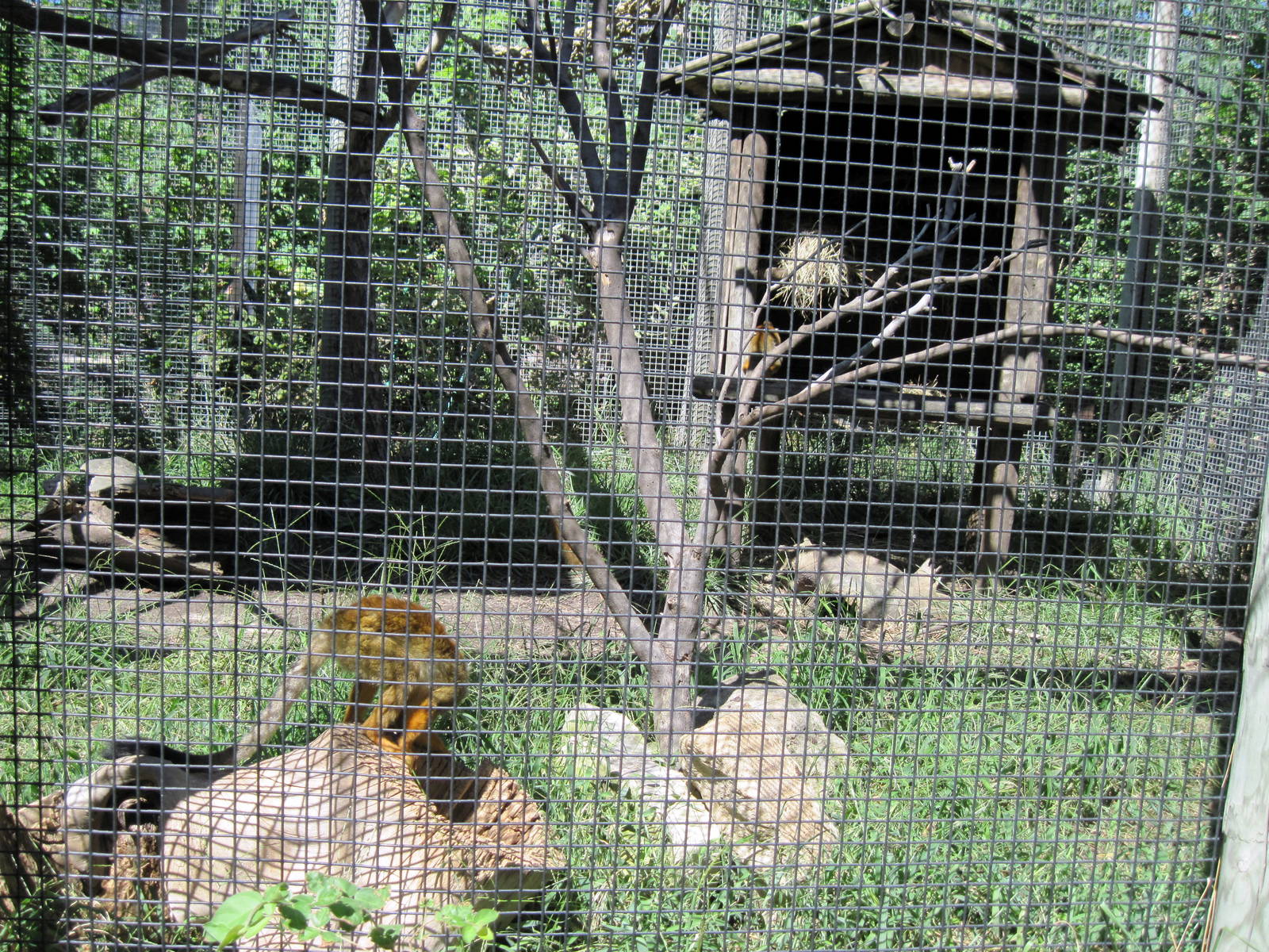 South America-Squirrel Monkeys