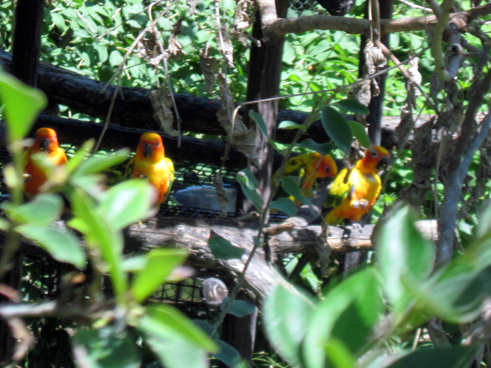 South America-Sun Conures