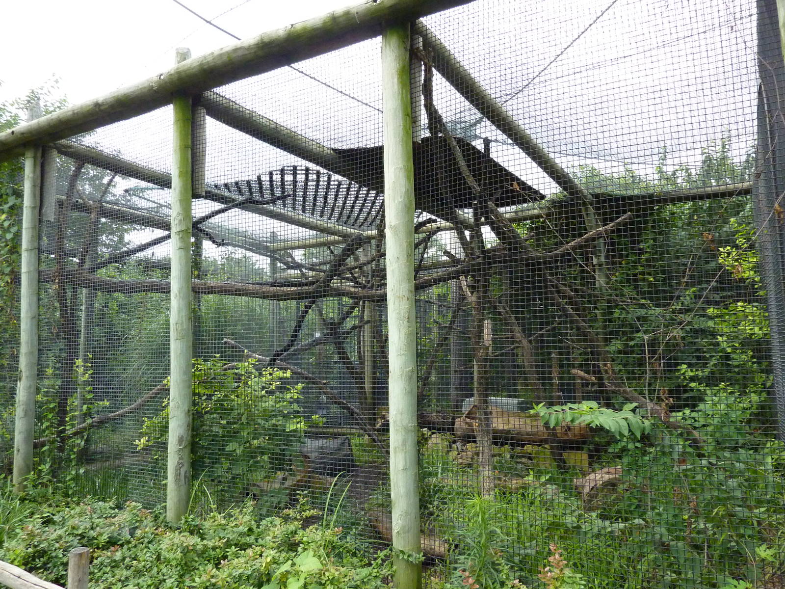 South America - Tayra Enclosure