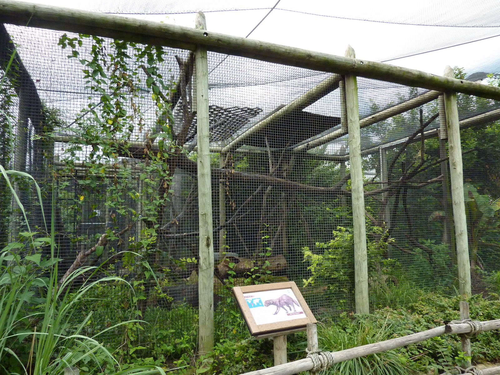 South America - Tayra Enclosure
