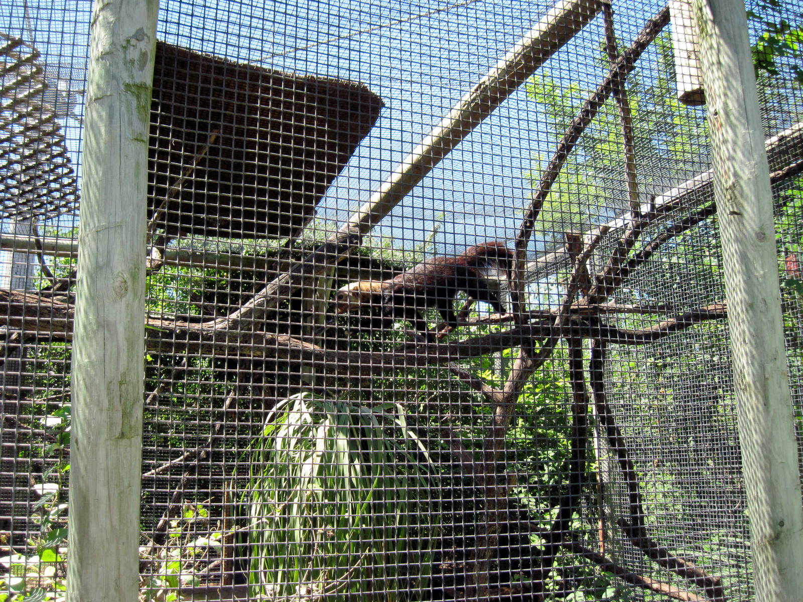 South America-Tayra