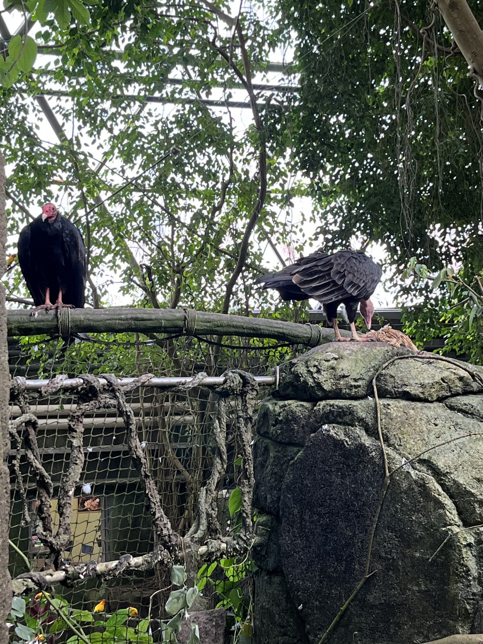 South America - Turkey Vultures eating a carcass