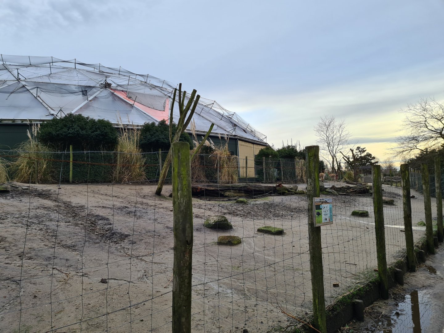 South America - Vicuña and Lesser rhea enclosure