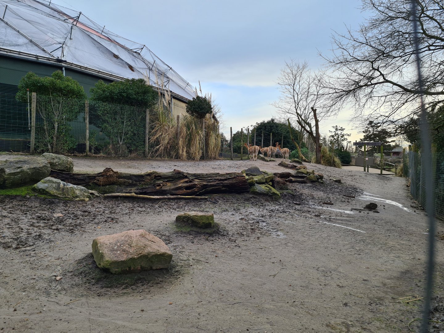 South America - Vicuña and Lesser rhea enclosure