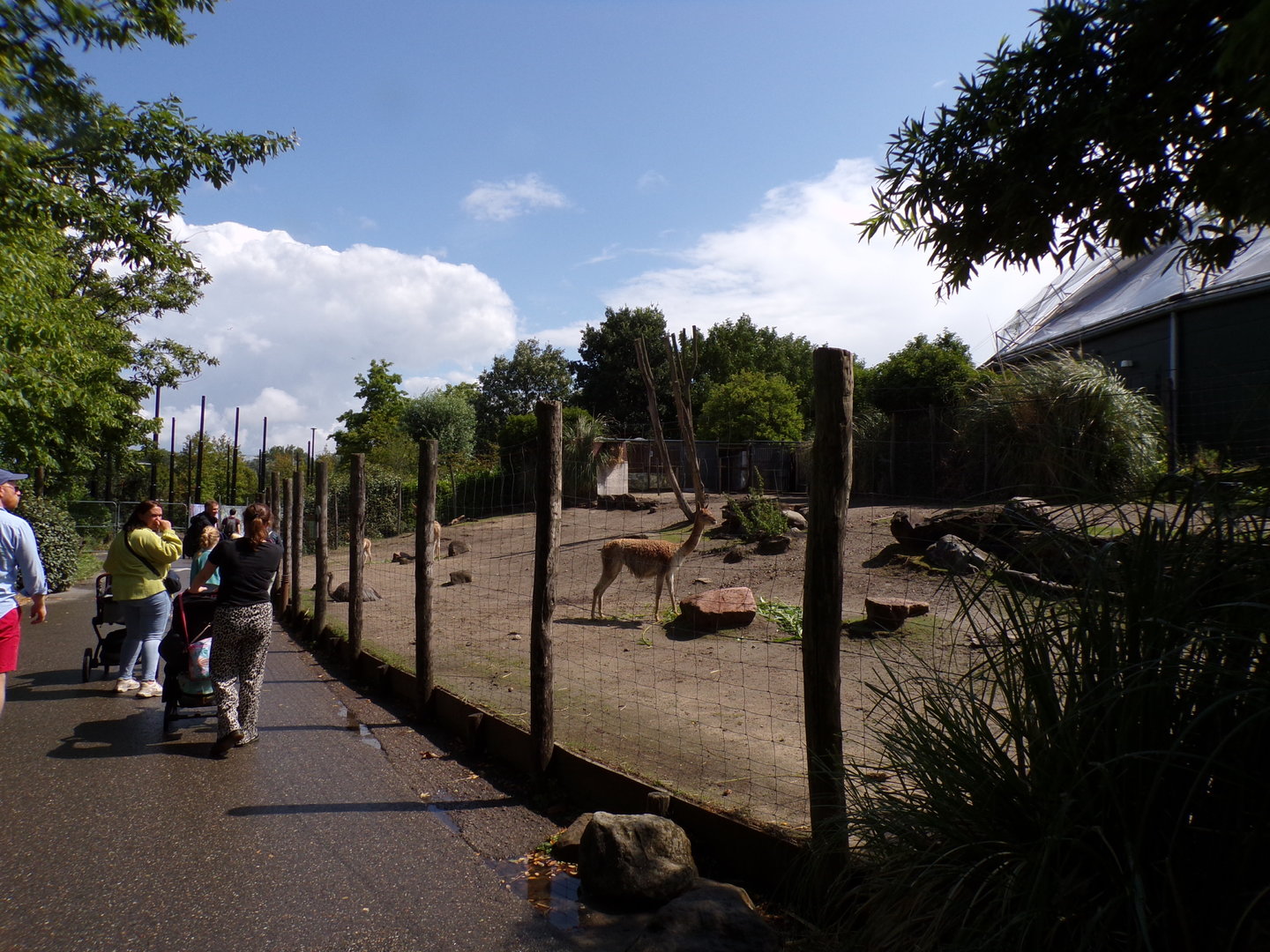 South America- Vicuña and Rhea enclosure 13.7.23
