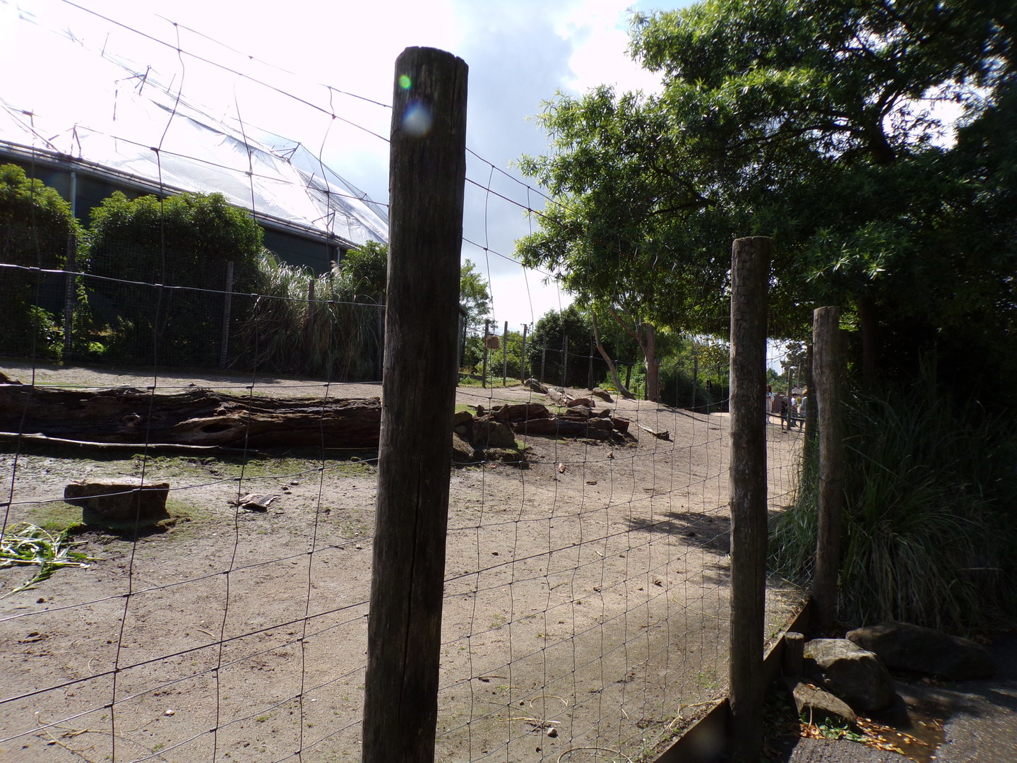 South America- Vicuña and Rhea enclosure 13.7.23