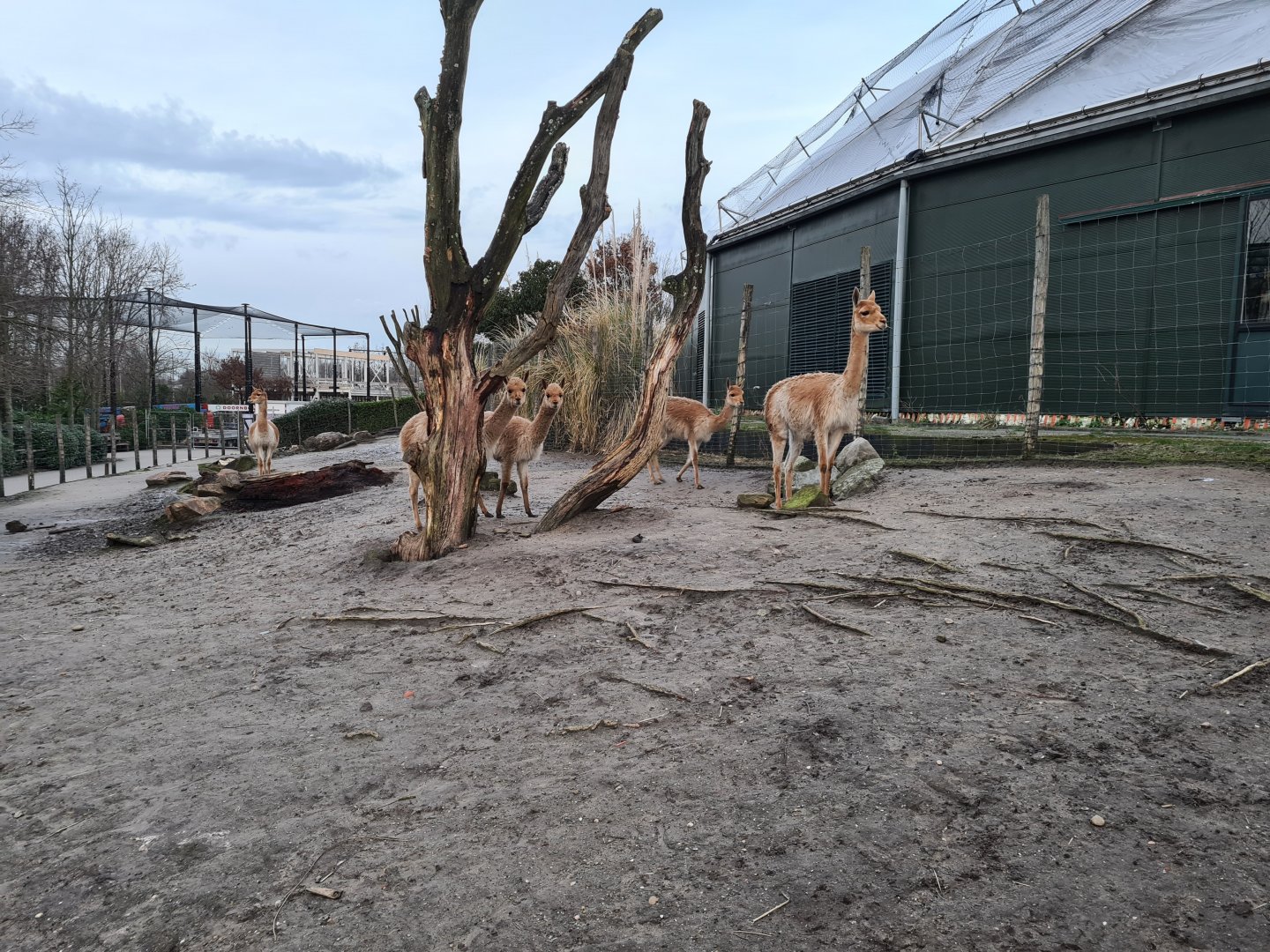 South America - Vicuña