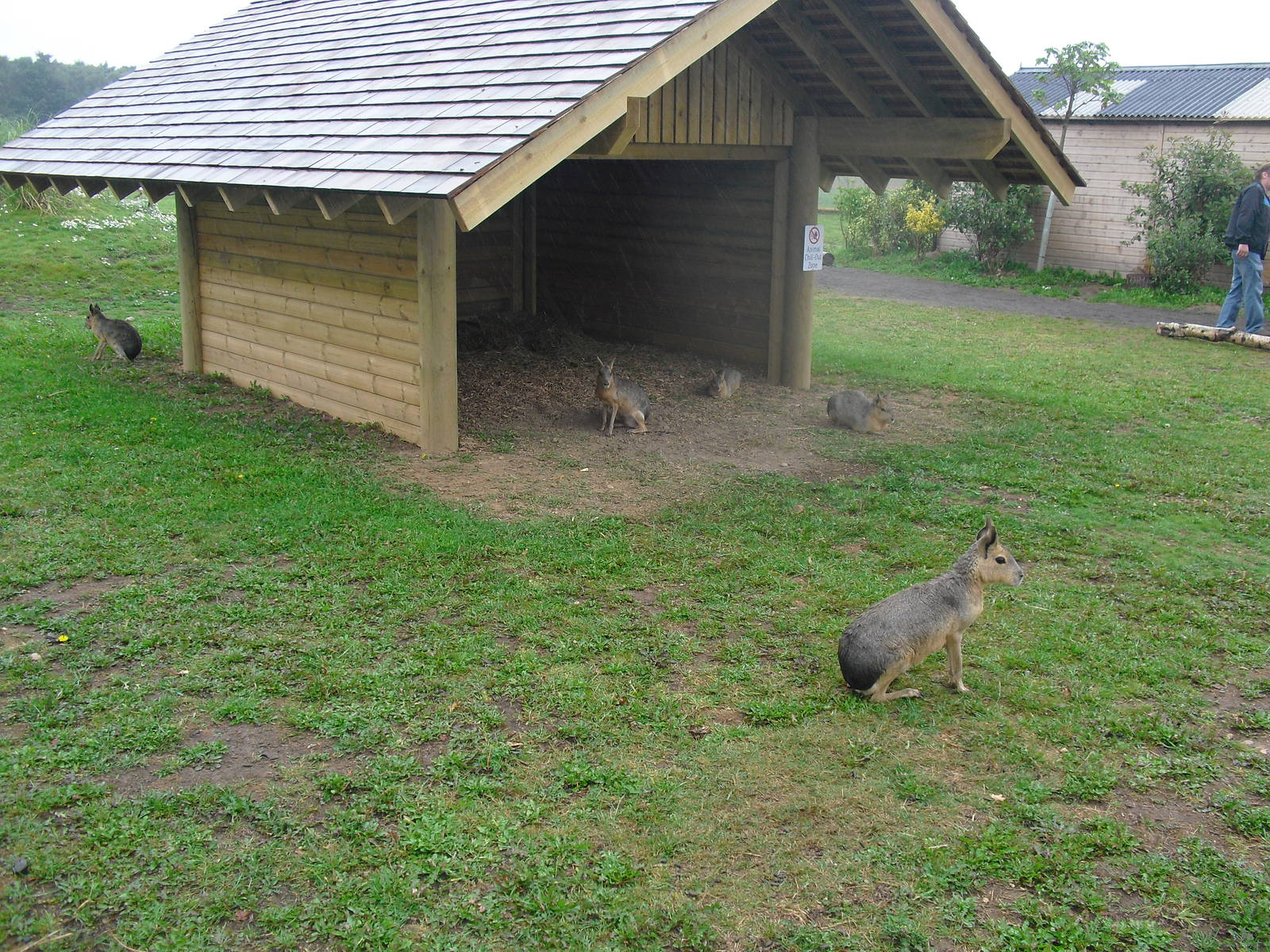 South America Viva - Patagonian Cavy - 06/09/2011