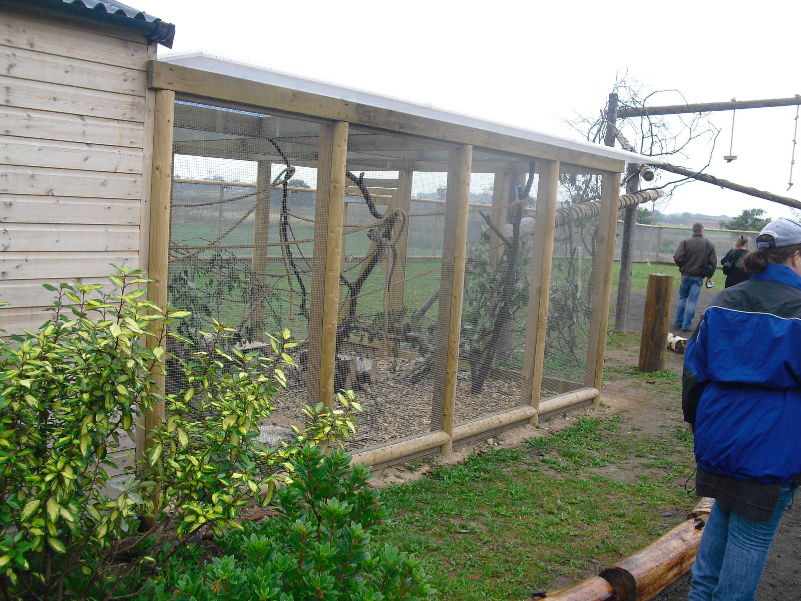 South America Viva - Squirrel Monkeys - 06/09/2011