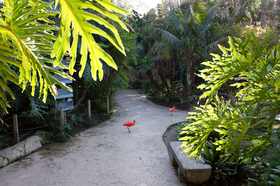 south america walk-in aviary