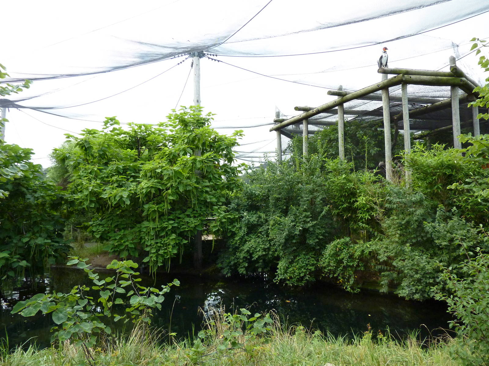 South America - Walk-Through Aviary + King Vulture