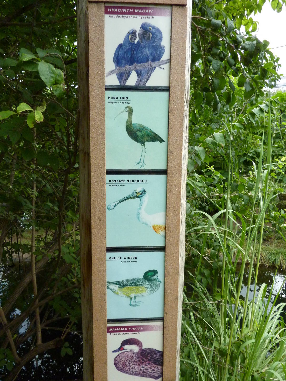 South America - Walk-Through Aviary Signage