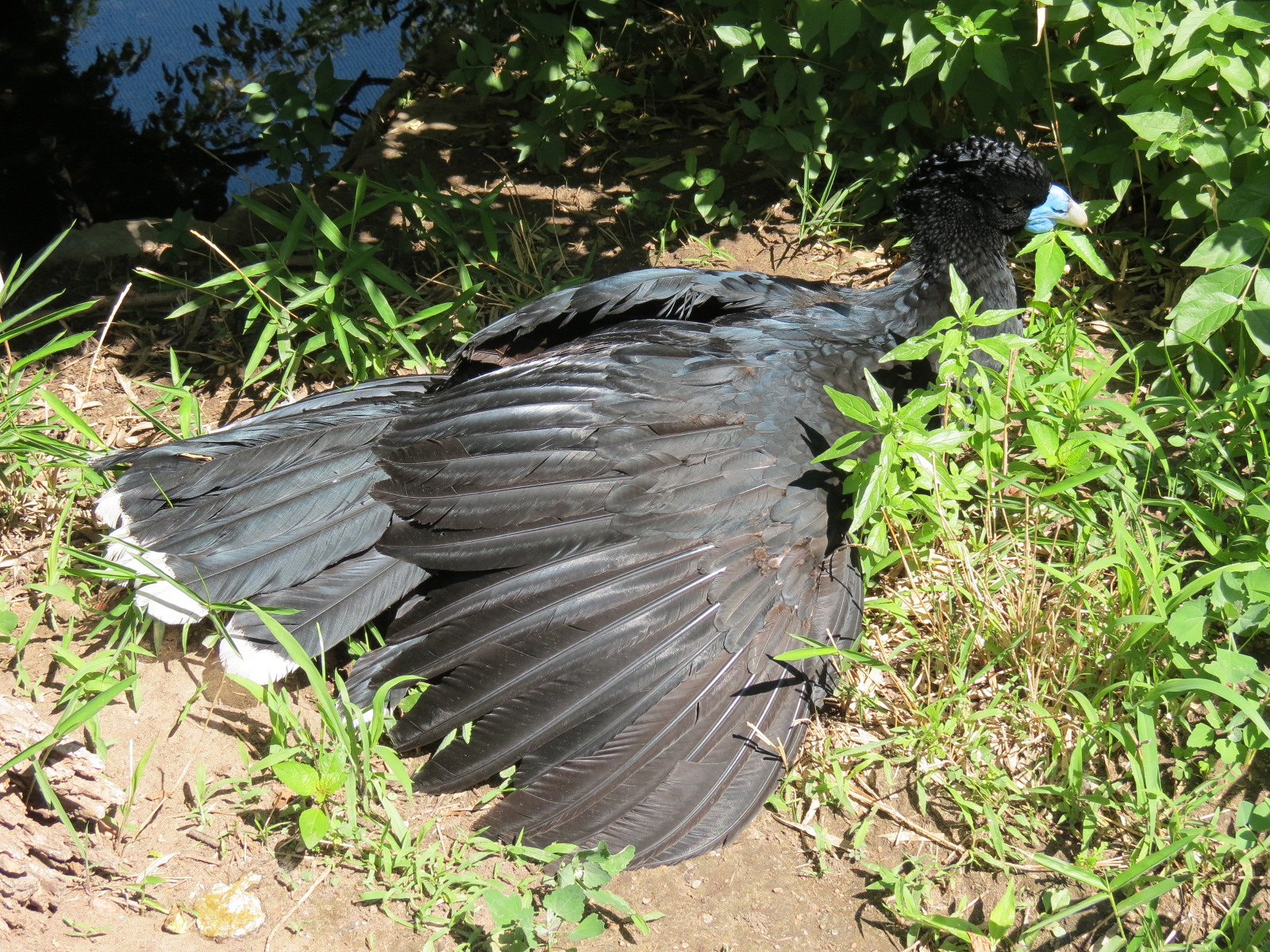 South America - Walk-through Aviary Yard - Blue-knobbed Curassow