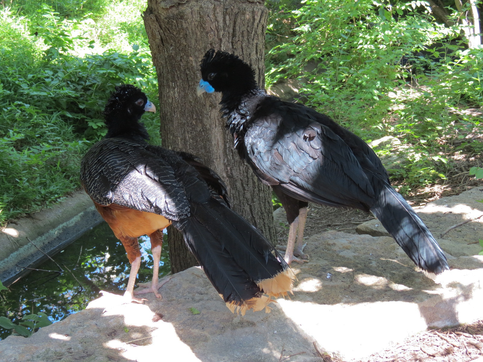South America - Walk-through Aviary Yard - Blue-knobbed Curassow
