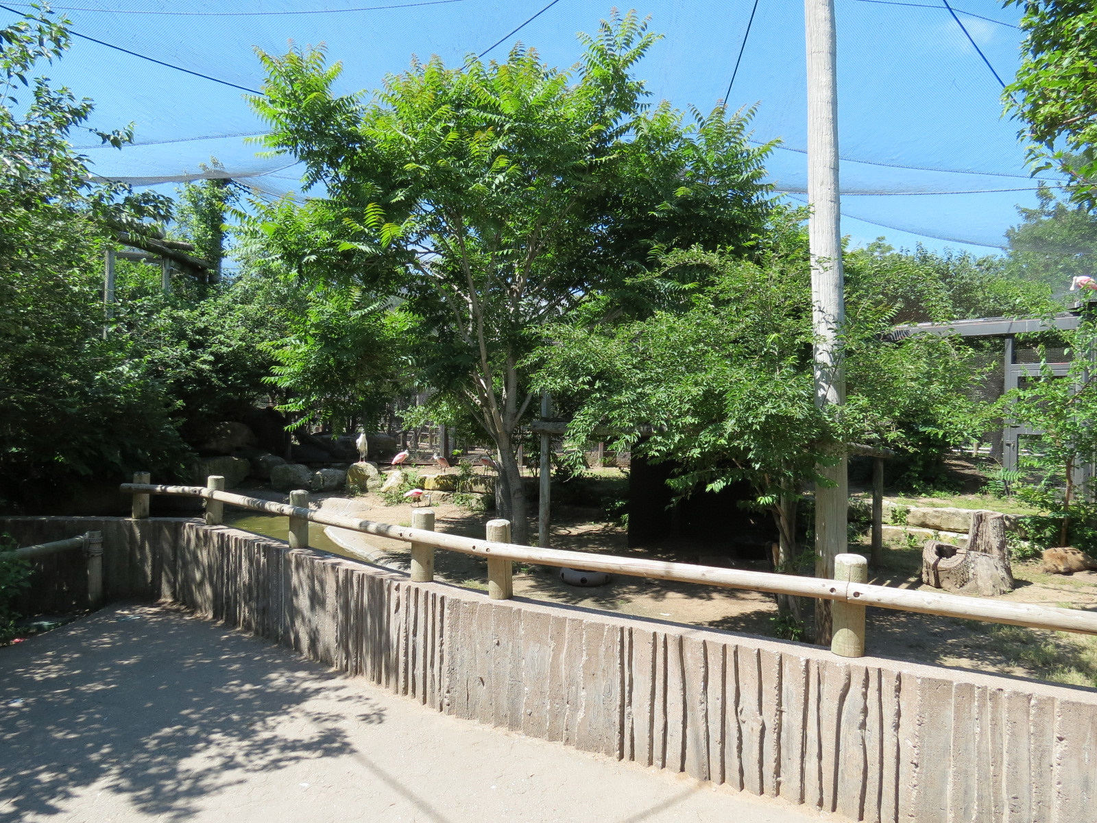 South America - Walk-through Aviary Yard - Capybara Exhibit
