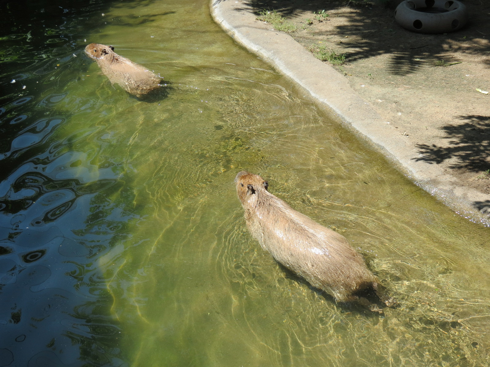South America - Walk-through Aviary Yard - Capybara Exhibit