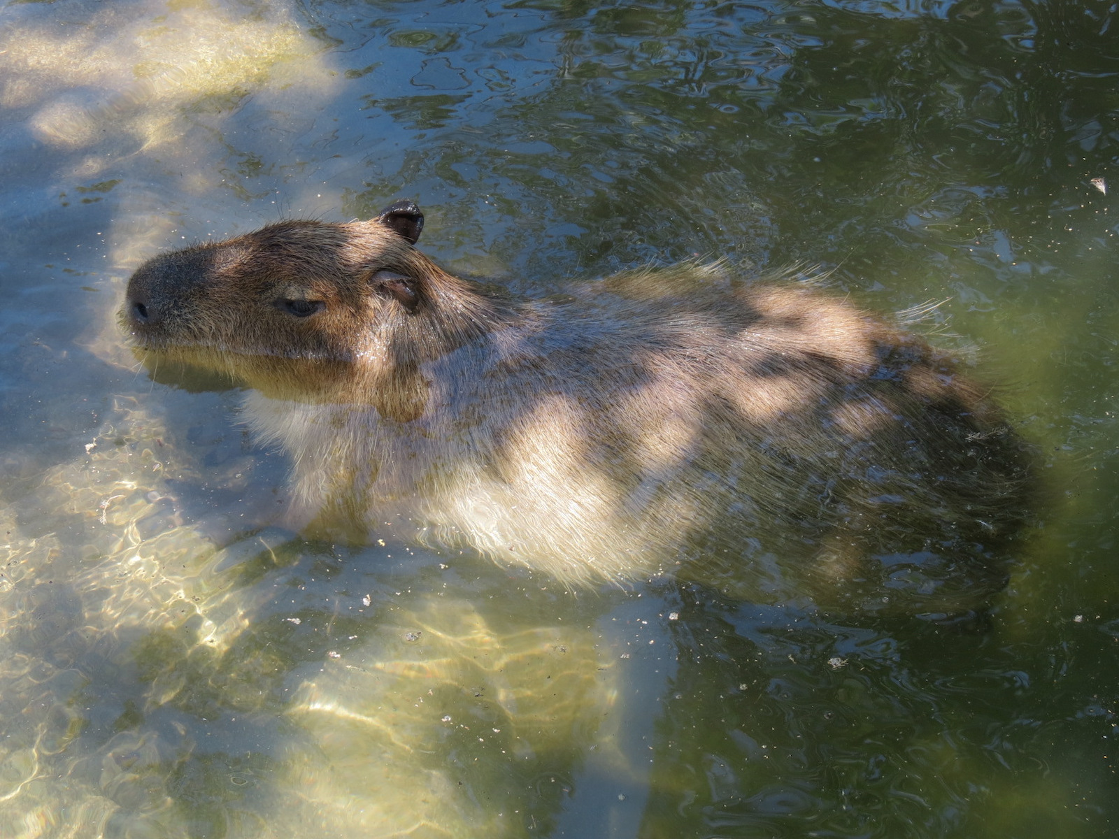 South America - Walk-through Aviary Yard - Capybara Exhibit
