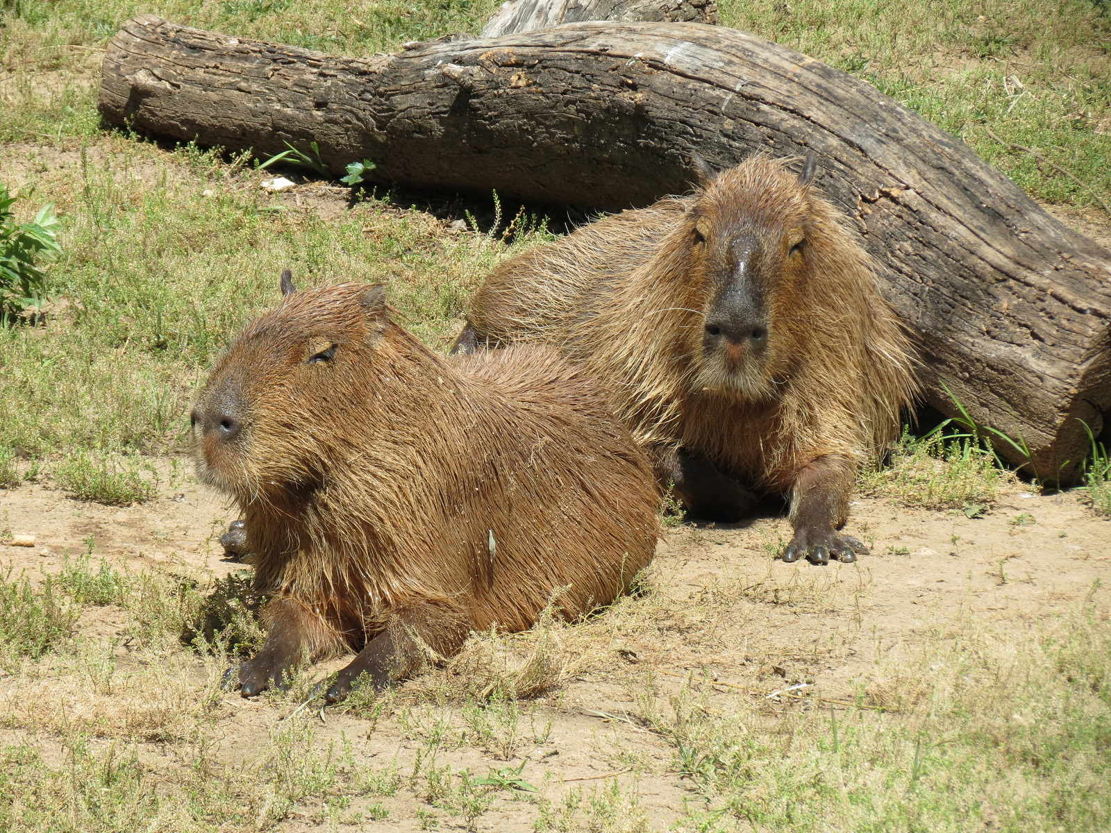 South America - Walk-through Aviary Yard - Capybara Exhibit