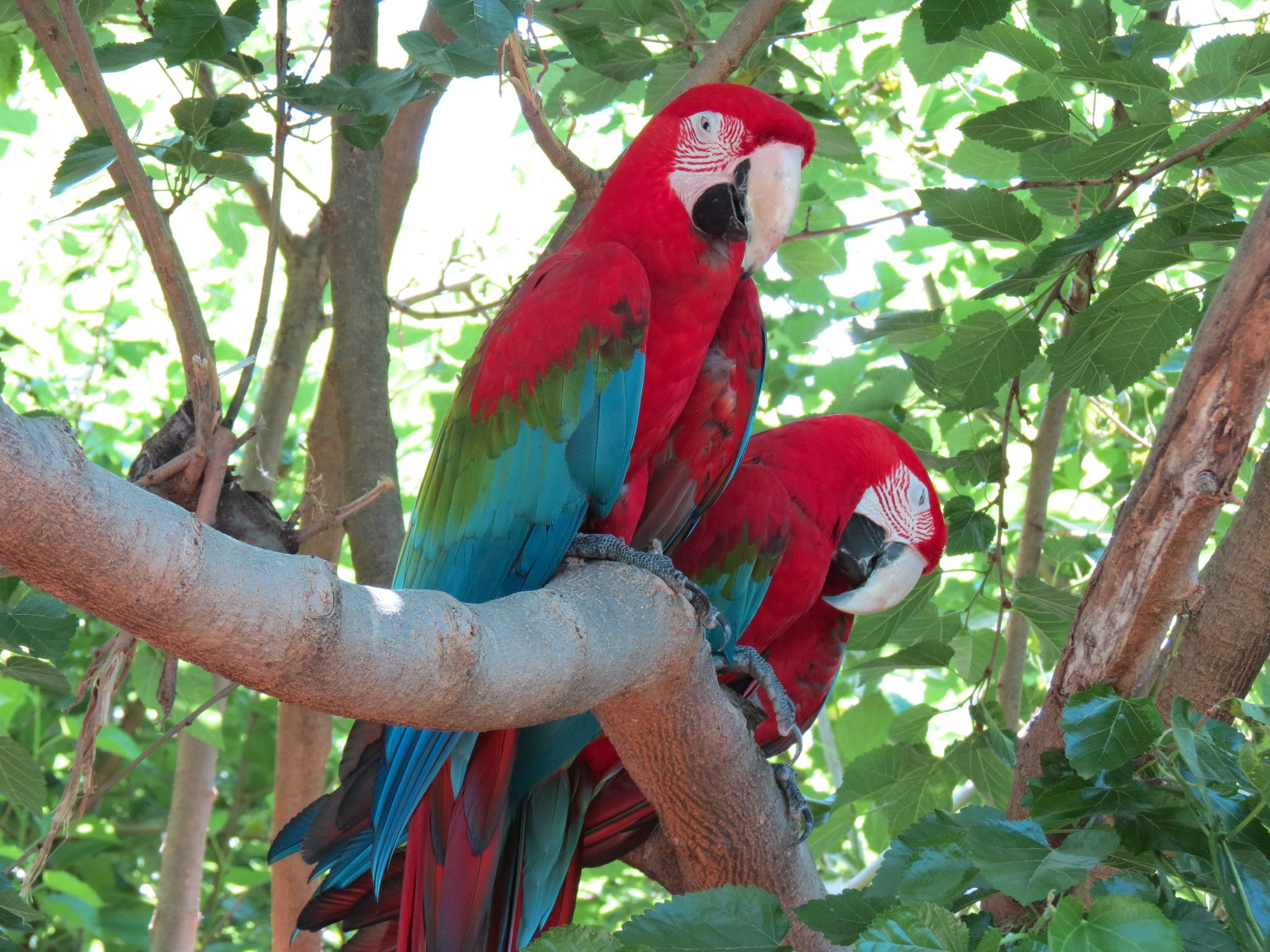 South America - Walk-through Aviary Yard - Green-winged Macaw
