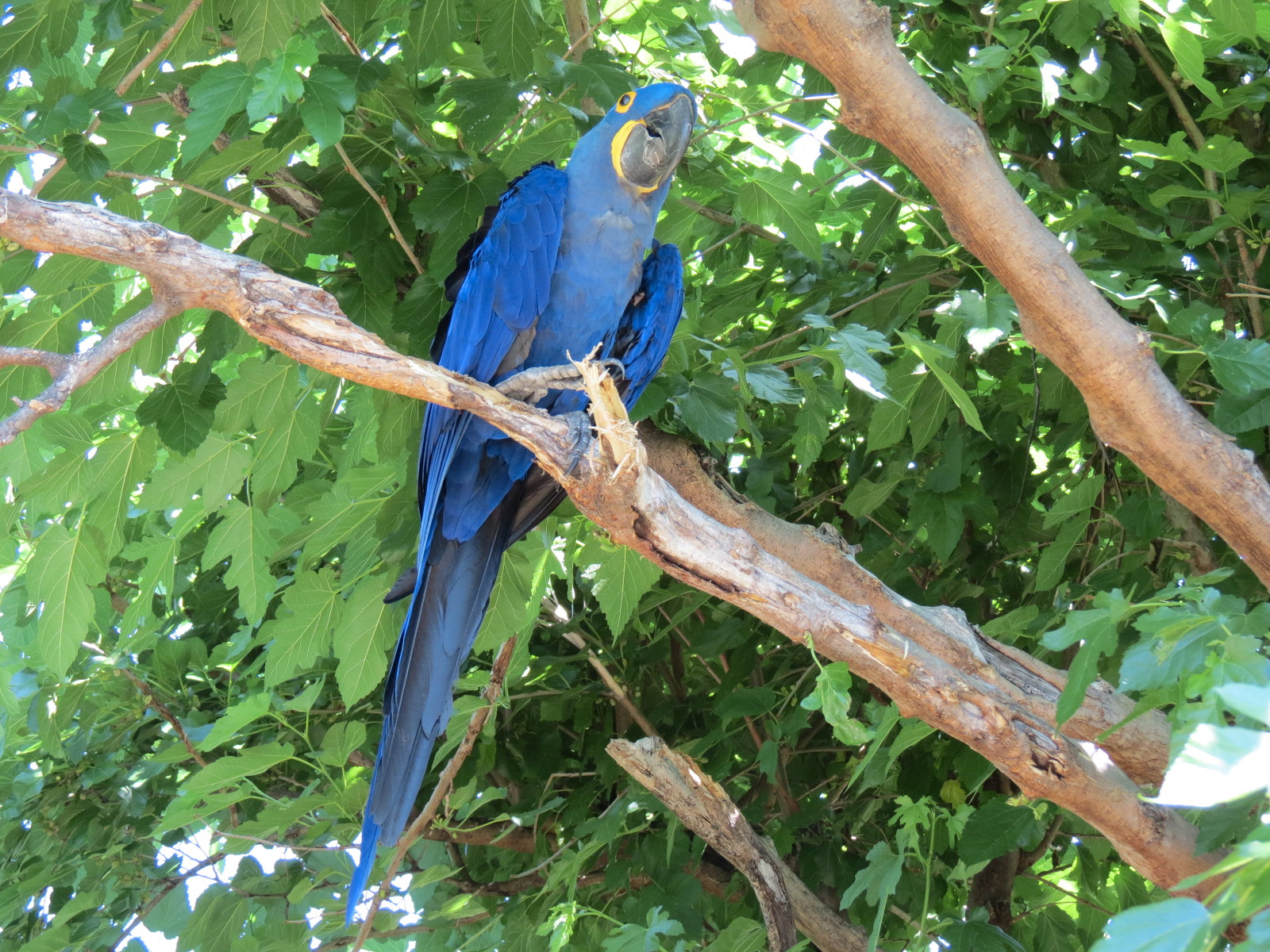 South America - Walk-through Aviary Yard - Hyacinth Macaw