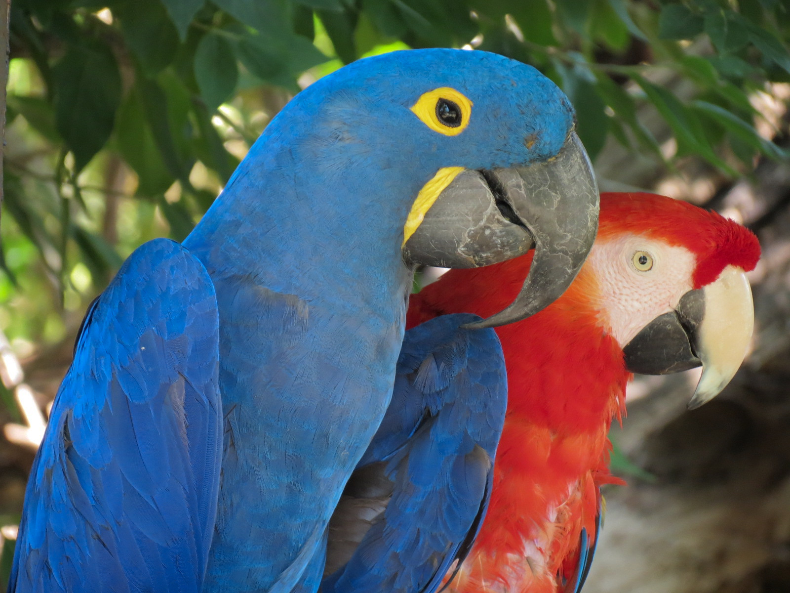 South America - Walk-through Aviary Yard - Hyacinth Macaw