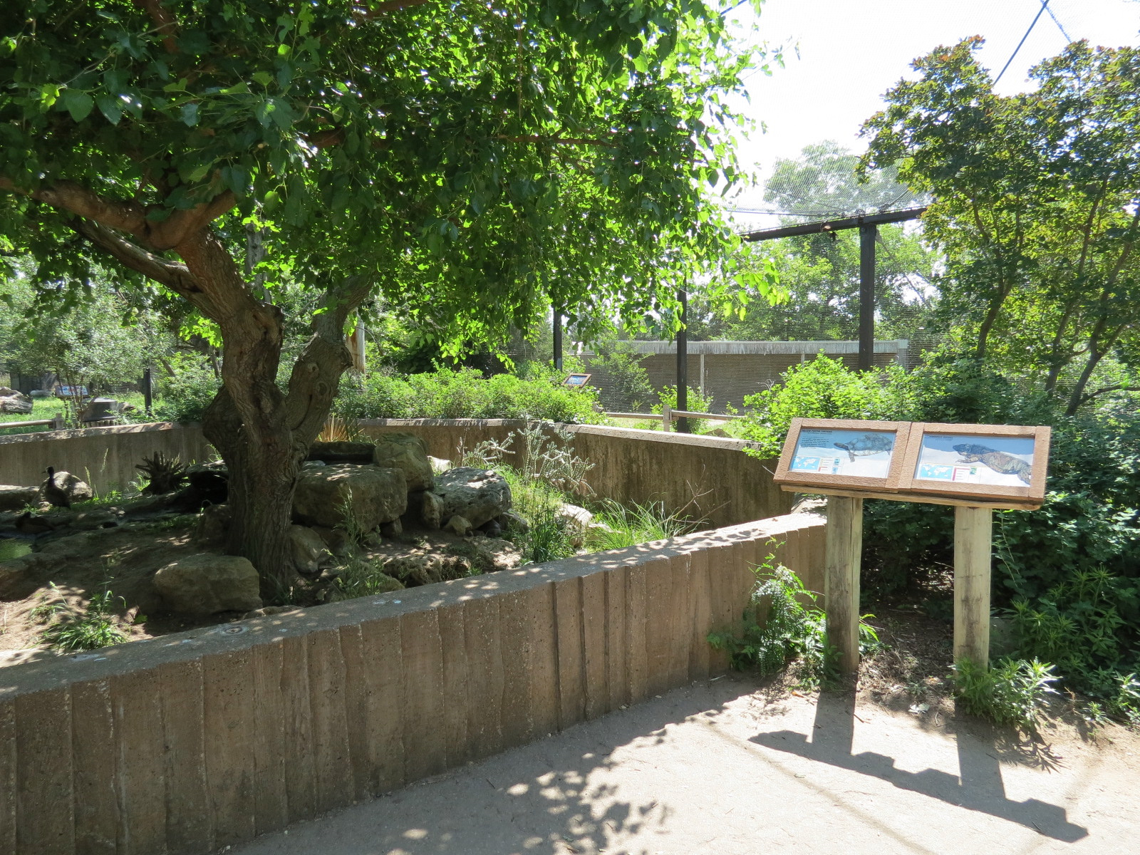 South America - Walk-through Aviary Yard - Jamaican Iguana and Yellow-footed Tortoise Exhibit