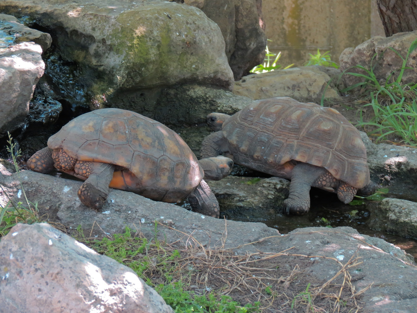 South America - Walk-through Aviary Yard - Jamaican Iguana and Yellow-footed Tortoise Exhibit