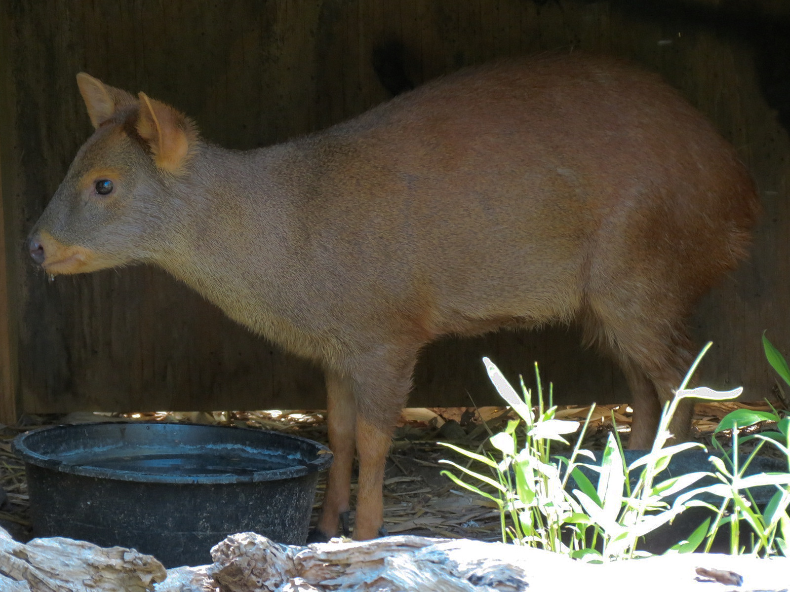 South America - Walk-through Aviary Yard - Pudu