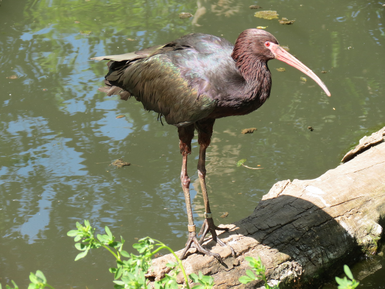 South America - Walk-through Aviary Yard - Puna Ibis
