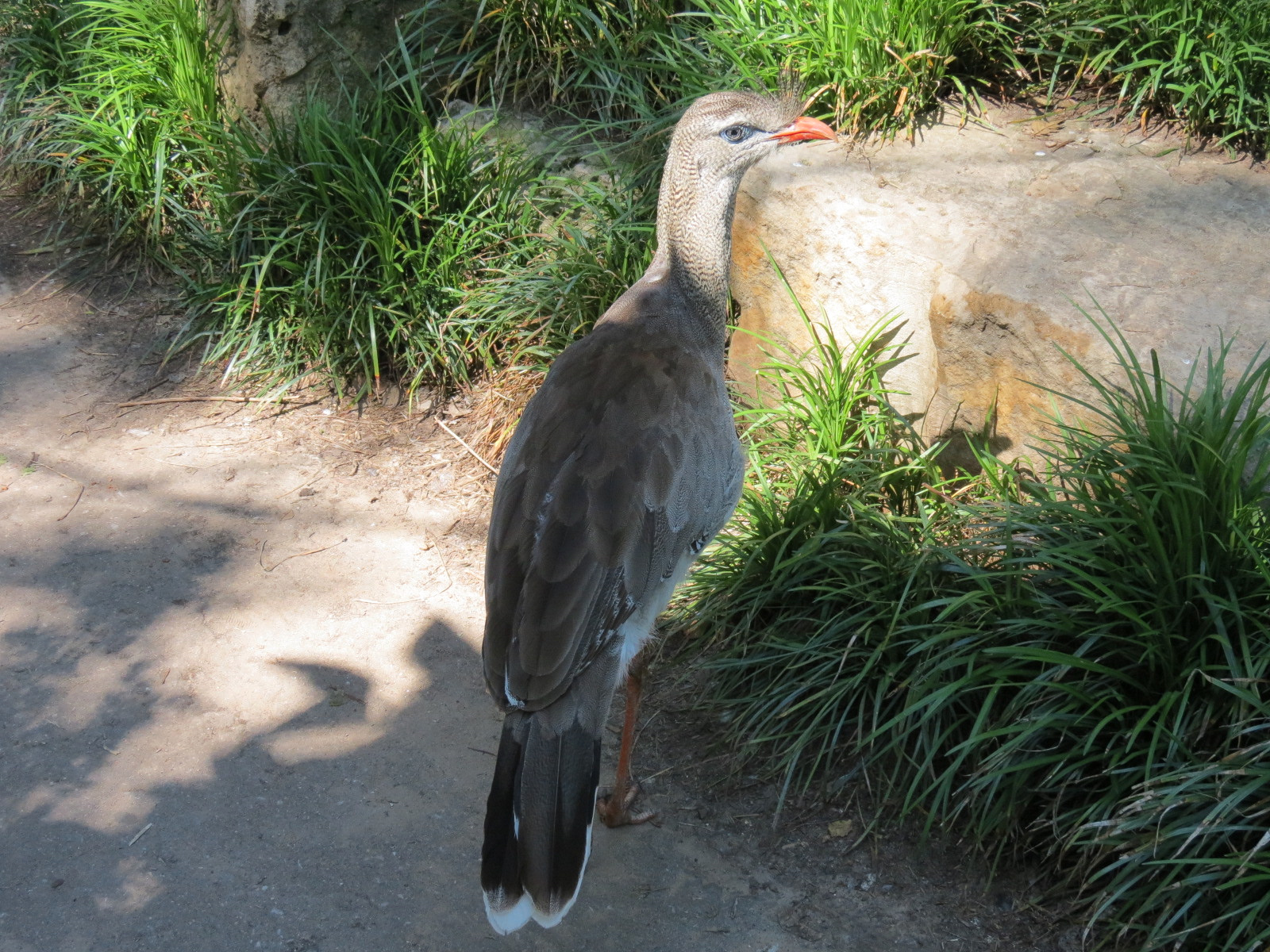 South America - Walk-through Aviary Yard - Red-legged Seriema