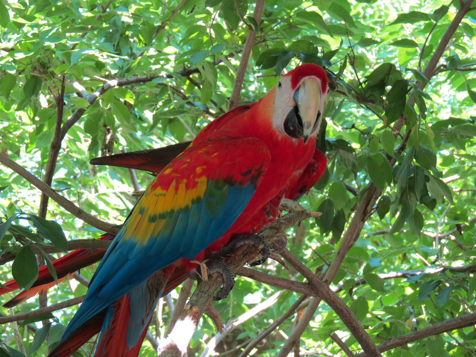 South America - Walk-through Aviary Yard - Scarlet Macaw