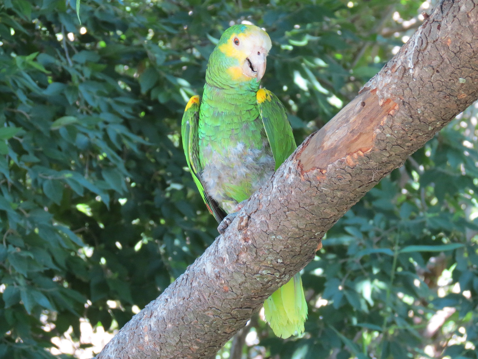 South America - Walk-through Aviary Yard - Yellow-shouldered Amazon