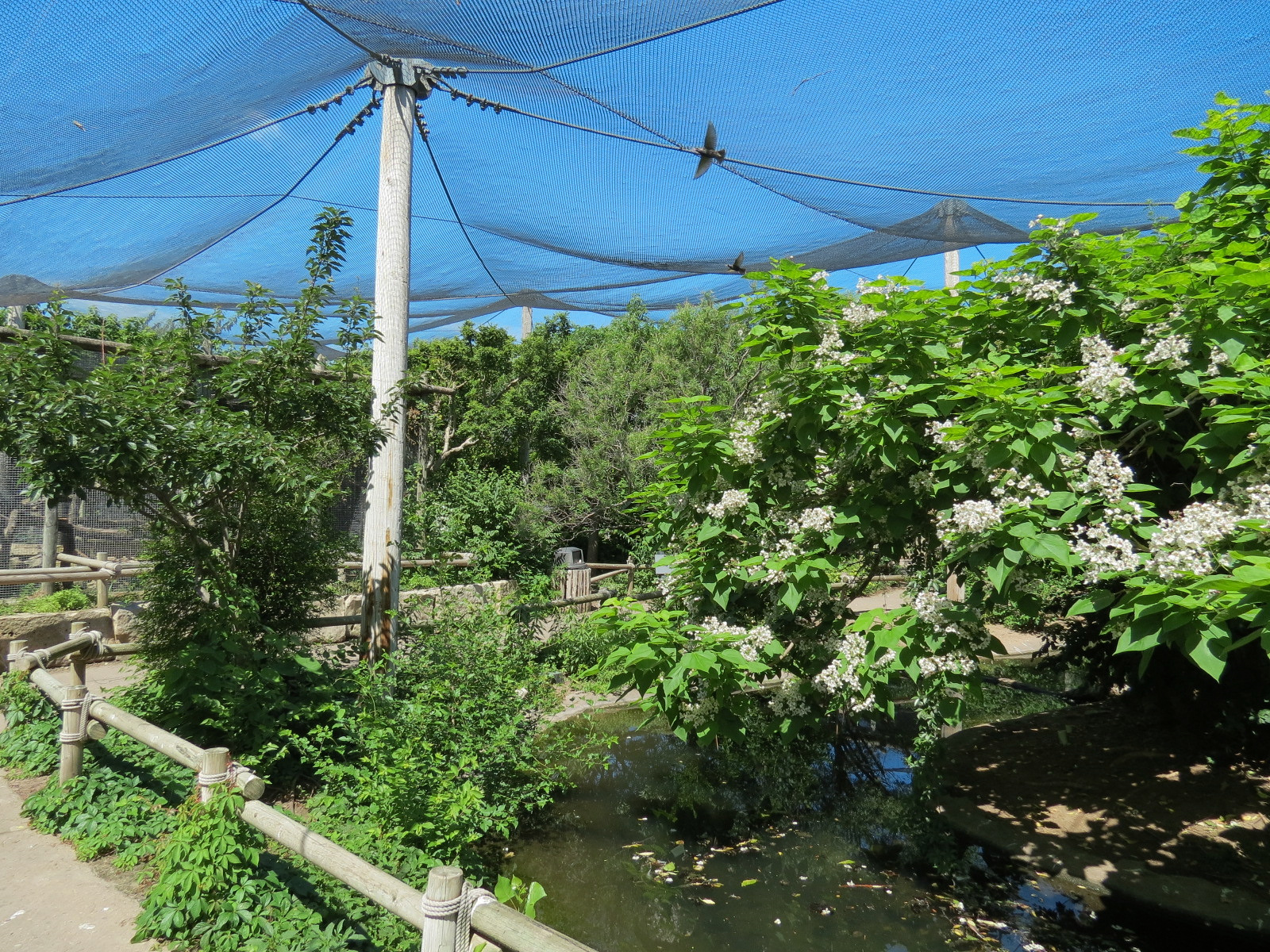 South America - Walk-through Aviary Yard