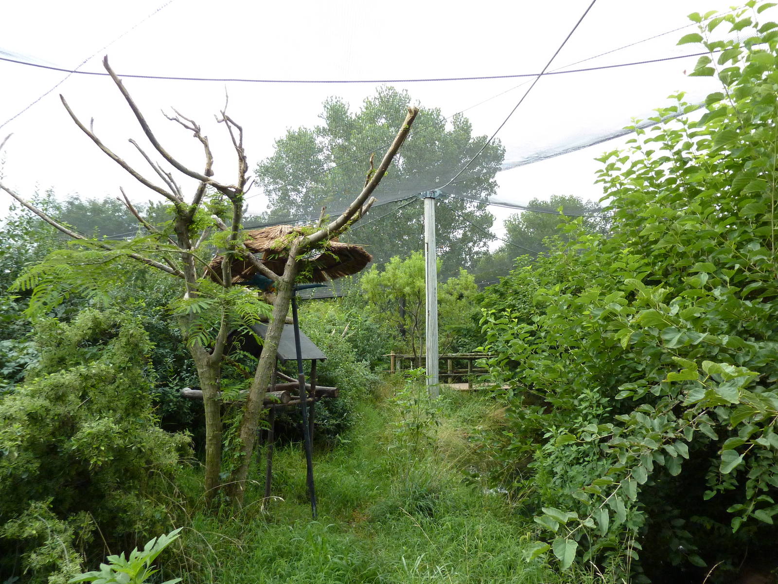 South America - Walk-Through Aviary