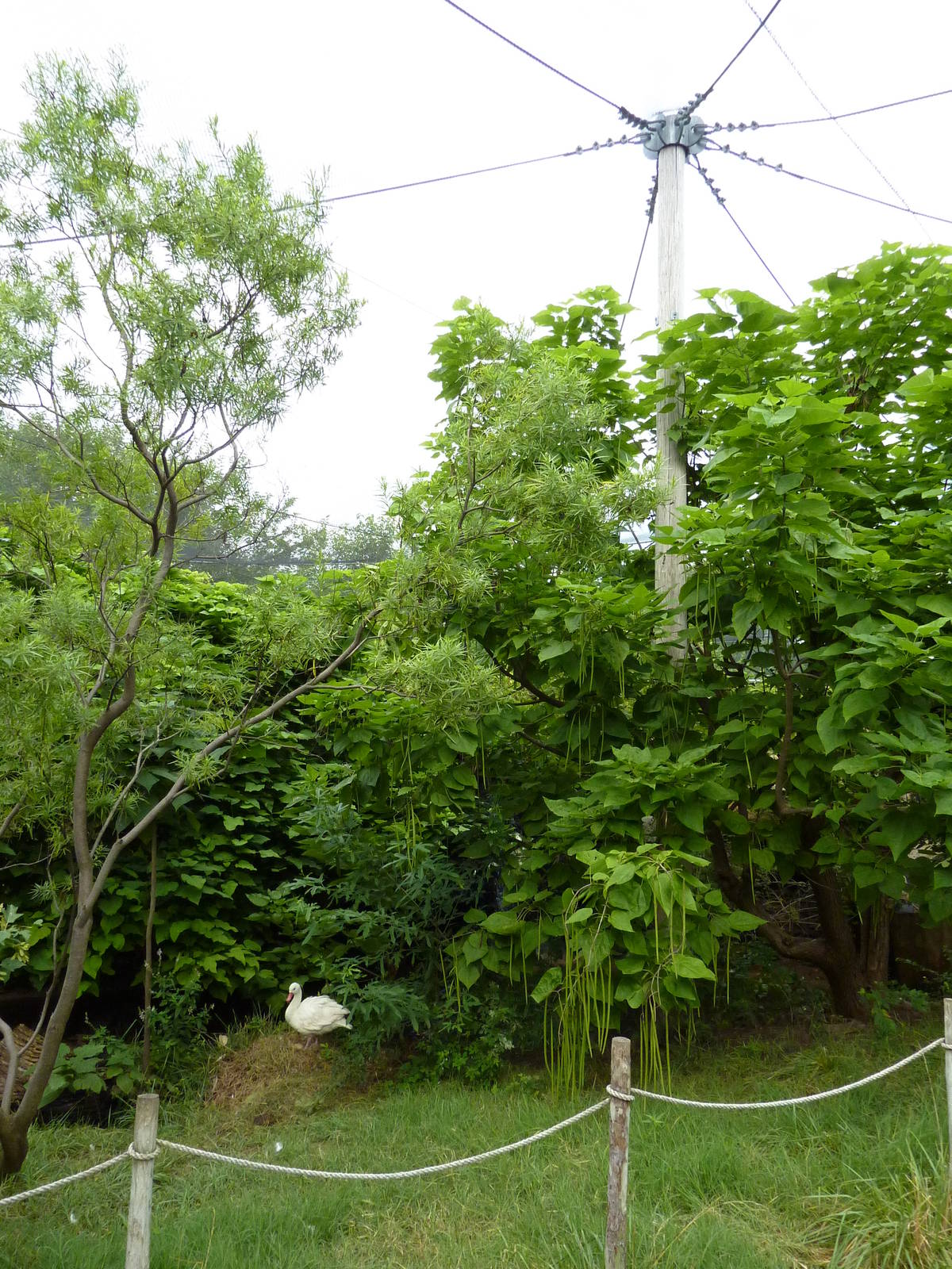 South America - Walk-Through Aviary